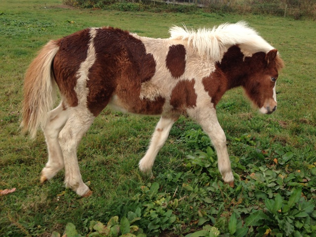 Island-Verkaufspferd